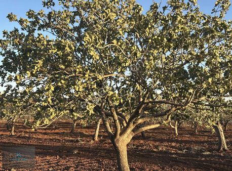 Kilis M.rıfat Kazancıoğlu Tapulu 6 Dönüm 85 Ağaç Satılık Fıstık