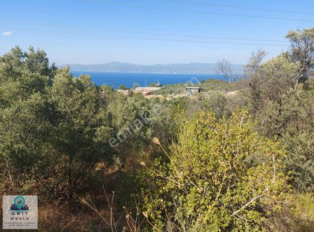 Mudanya Altıntaş 'ta Deniz Manzaralı Zeytinlik