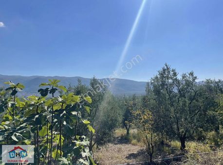 Duhan Emlak'tan İznik Dereköy'de 11.850m2 Bakımlı Zeytinlik