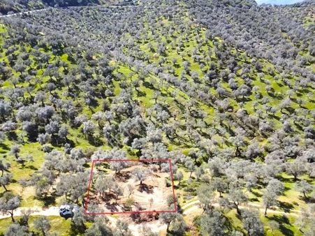 Bayındır Ve Ege Bölgesinin En Güzel Zeytinliği