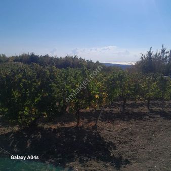 Şarköy De Işık Emlakta Yayaköy Mah De 9500 M2 Bağ