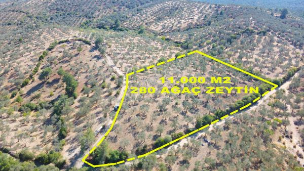 Çamdibi Eteklerinde Resmi Yola Çift Cepheli Zeytinlik