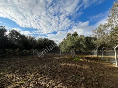 Çamdibi Köy Girişinde Fırsat Zeytinlik