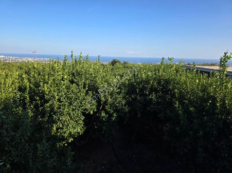 Satılık Limon Bahçesi ( Parselde ) Kösbucağı Erdemli Mersin