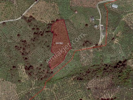 Mudanya Şükrüçavuş Da Deniz Manzaralı Satılık Zeytinlik