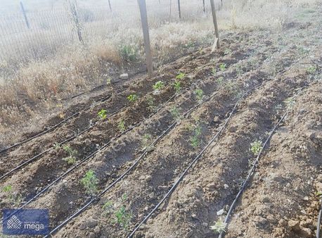 Mega Yapı'dan Alınca'da Satılık Hobi Bahçesi Ve Eşyalı Ağaç Ev