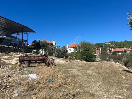 Köy Merkezinde Taş Duvarlı 1.648 M² Zeytinlik – Tiny House İçin Uygun