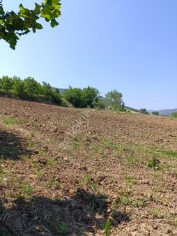 Bursa Yenişehir Fethiye Satılık 3000m2 Tarla