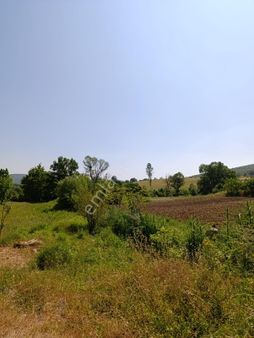 Bursa Yenişehir Fethiye Satılık 11000 M2 Tarla