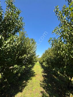 Turpa Otuzbeş’ten Satılık Şeftali Bahçesi