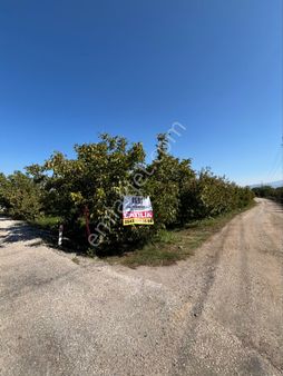 Turpa Otuzbeş’ten Satılık Kiraz Bahçesi