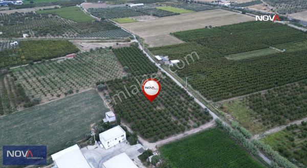 Nova'dan 7. Mıntıkada Satılık 15 Dönüm Verimli Şeftali Bahçesi