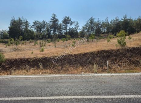 Realty World'dan Taraklı Pirler'de 9443m2 Kiraz Dikili Tarla