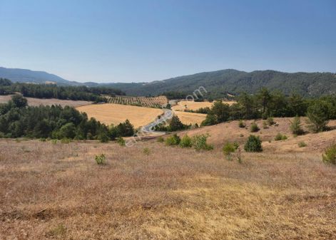 Realty World'dan Taraklı Hacialiler'de 4424m2 Gölet Yakını Tarla