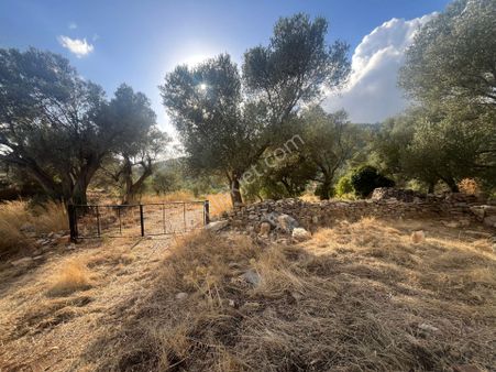 Bodrum Kızılağaç’ta Satılık 15 Dönüm Zeytinli Tarla