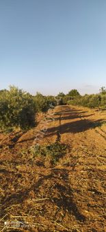 Pak Yapı'dan Satılık Zeytinlik 7 Dönüm