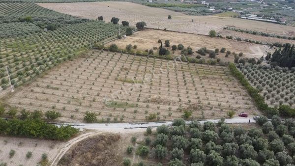 Adala'da 9.983 M2 Satılık Zeytinlik