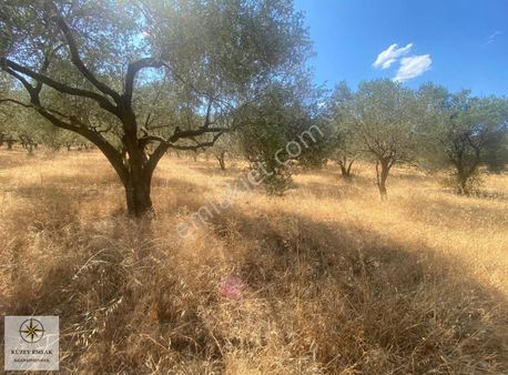 Kurtuluş Mahallesinde 17.350 M² Satılık, 200 Ağaçlı Zeytinlik !