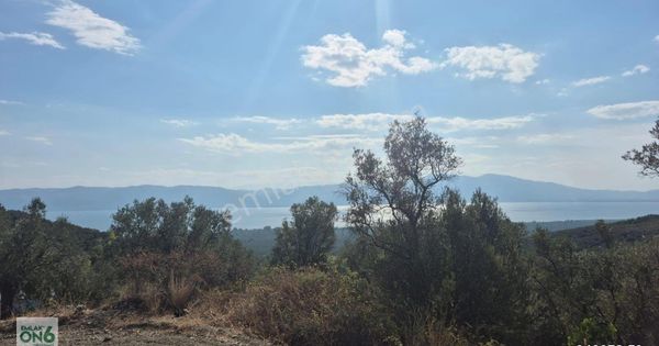 İçerisinde Ev Sulama Havuzu Bulunan 3 Adet Tapudan Oluşan Zeytinlik Ve Tarla