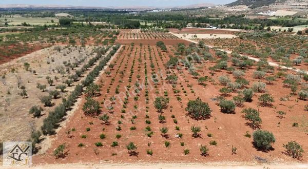 Faruk Emlaktan Satlık 9500 M2 Yatırımlık Arazi Fıstık Zeytin Bağ