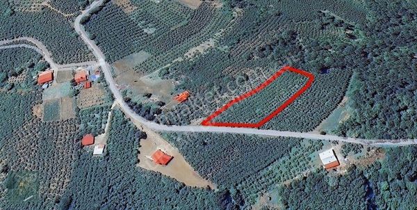 Şükran Gayrimenkul'den Hendekte Asfalt Kenarı Satılık Fındıklık