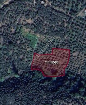 Evim Gayrimenkul'den Atatürk Mah Satılık Zeytinlik