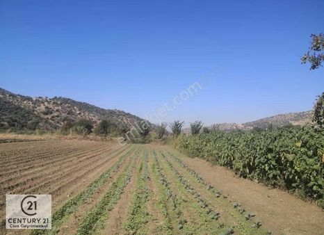 C21 Cius; Aydın Çine'de Muhteşem Verimli Ve Kurulu Arazi