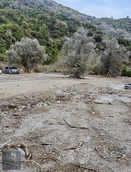 Çamlı Gayrimenkul Den Mirastan Bölme Zeytinlik