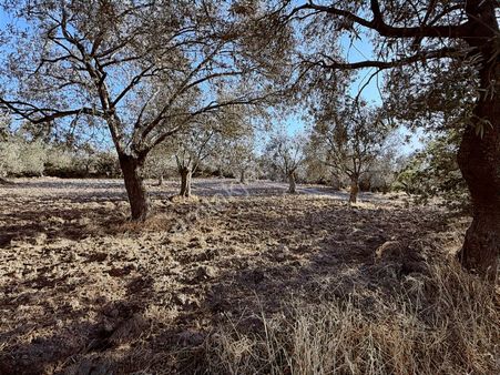 Karaağaç Mah De Süper Yatırımlık Zeytinlik