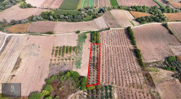 İsmetpaşa'da Satılık 2.750 Metrekare Zeytinlik '' Tek Tapu ''