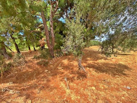 Uytundan Burhaniye Şahinlerde Yola Cepheli Satılık Zeytinlik