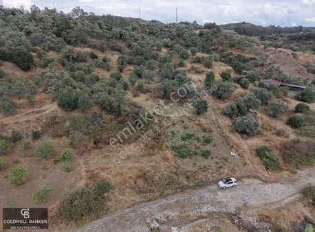 Aydın Germencik Kızılcapınar Satılık 2,5 Dönüm Fırsat Zeytinlik!