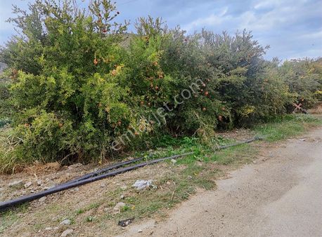 Kestel Narlıdere De Yola Cephe Satılık Meyve Bahçesi