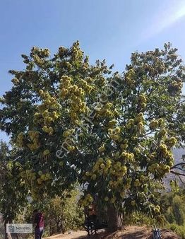 Ödemiş Bıçakçı Ovacık'ta 2 Ton Kestane Veren Satılık Kestanelık