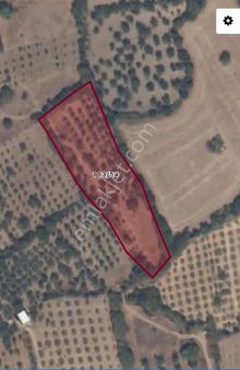 Manisa Yunusemre Büyük Sümbüller Mah. Satılık Bağ