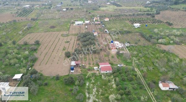 Turyap Bornova'dan Armutlu'da Satılık 2.750 M2 Bahçe Ve Ev