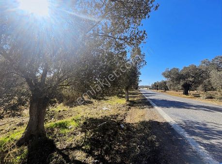 Edremit'e 1 Dakika ( Tuzcumurat ) , Asfalta Sıfır ,6 Ağaç Zeytin