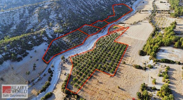 Yatağan'da 7 Yıl Amortisman Süresi Olan Fırsat Ceviz Çiftliği