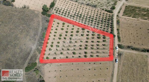 Rw Safir' Den Honaz Yokuşbaşı Köyünde Satılık Ceviz Bahçesi