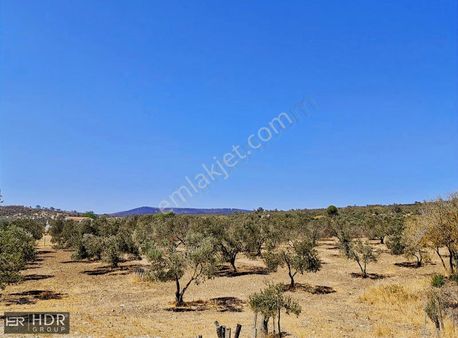 Aliağa Helvacı'da Yola Sıfır Satılık Tarla