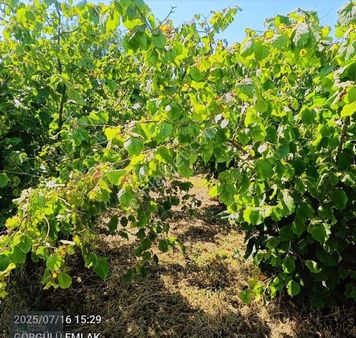 Görgülü Emlaktan Satılık Fındık Bahçesi Cayvar
