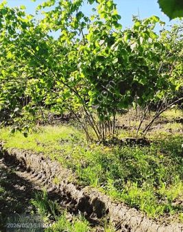 Görgülü Emlaktan Acil Satılık Arazi