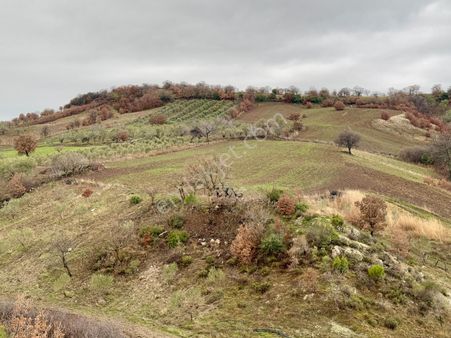 Maldan Da 14.500 M2 Zeytinli Tarla , Önü Açık