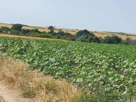 Özpa Gayrimenkul'den Yeşilova Köyü 5,600 M² Satılık Tarla