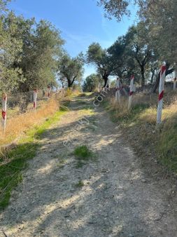 Kemalpaşa Vişneli Mahallesi Söğütözü Mevkii Satılık Zeytinlik