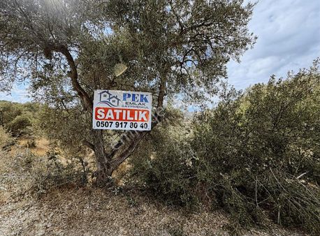 Pek Emlaktan Çok Verimli Asfalt Kenarı Satılık 5018 M2 Zeytinlik