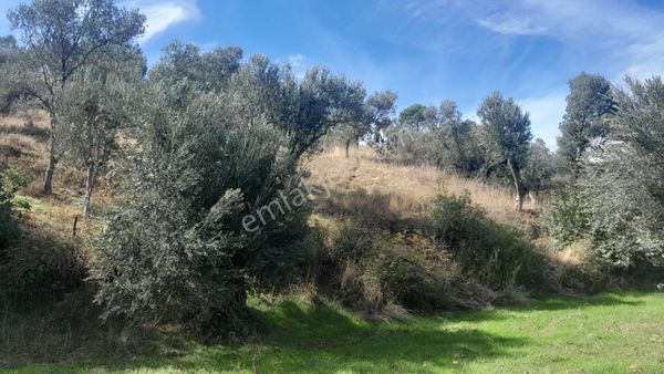 Bozköy'de Satılık Zeytinlik