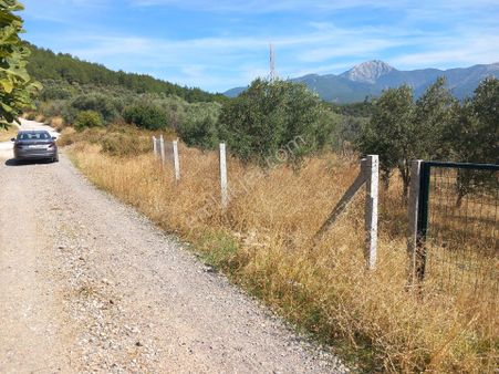 Torbalı Batı Gayrimenkul Den Satılık Zeytinlik