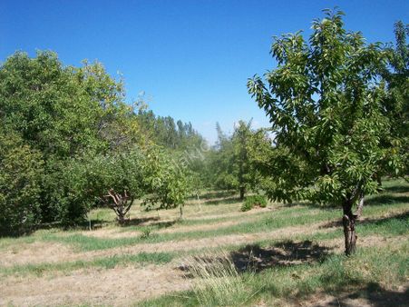 Konya Ereğli Gaybi Mah.de 184 Ada 7 Parselde 4.285 M² Baçe