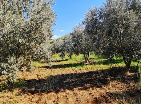 Zeytinalanı 500 M2 Satılık 2b Bahçe.